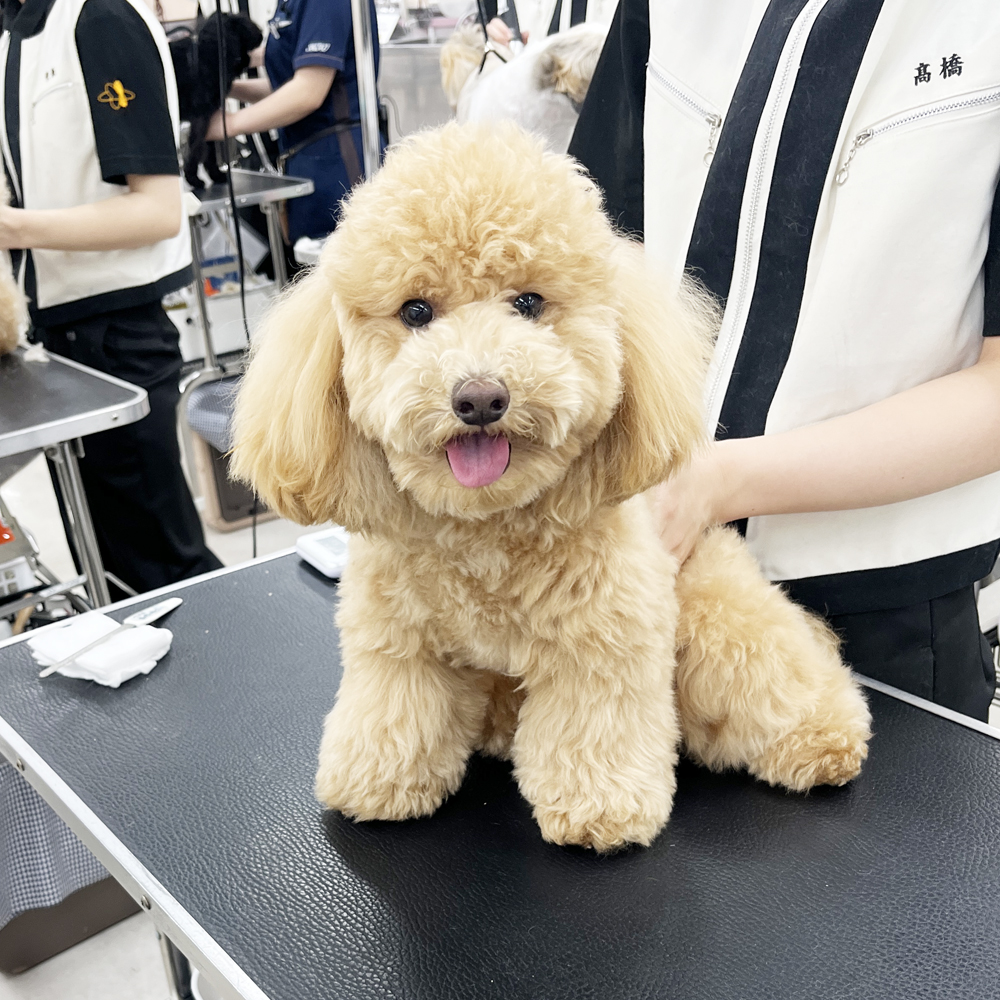 ２年生はお客様の愛犬をトリミング♪②